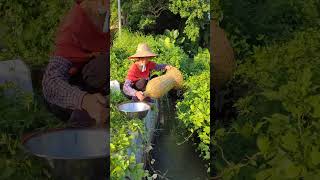 农村用竹制的笼子捕捉了很多泥鳅Many loaches are caught in bamboo cages in the countryside fishing 農村生活 fishtrip [upl. by Betsy]