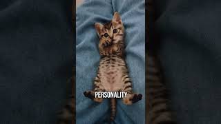 🐾Explore the ideal cat breed for your personality✨ [upl. by Zacarias]