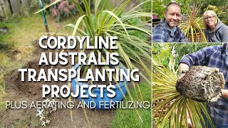 Cordyline Australis Transplanting Projects 🌴😲 [upl. by Pail548]