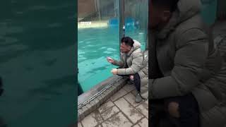 Peter Andre sings Mysterious Girl with a sea lion from West Midland Safari Park 🦭🎶❤️ BBCMidlands [upl. by Ahsennek]