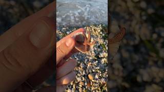 Mini shells amp a sea star in southwest Florida🐚⭐️ [upl. by Adamik]