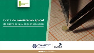 5 Crioconservación de meristemos de Agave [upl. by Celestyn287]