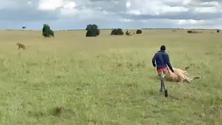 Maasai chases a lion eating his cow [upl. by Catha]