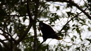 Montezuma Oropendola Bird Costa Rica [upl. by Ynattyrb]