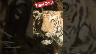 🐯🐅Tiger zone🤣🤣shortsfirozbeats [upl. by Alis510]