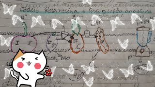 explicando cadeia respiratória e fosforilação oxidativa como se fosse uma grande vitamina [upl. by Nnylharas]