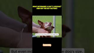 What Determines a Dogs Lifespan Find Out the Key Factors [upl. by Isborne]