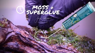 How to attach MOSS with SUPERGLUE  rare Takashi Amano moss trick [upl. by Arinaid857]