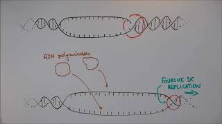 Réplication de lADN  1 Déroulement général [upl. by Atikam]