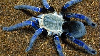 Top 10 Most Venomous Spiders [upl. by Anicnarf]