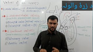 valves of the heart  semilunar valves in pashto  sabar khan lectures [upl. by Zailer]