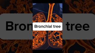 Bronchial tree shorts ytshorts viralshort shorts 3danimation bronchial hospital child care [upl. by Abshier]