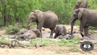 Elephants Swimming Hluhluwe Imfolozi Park [upl. by Nnayllehs799]