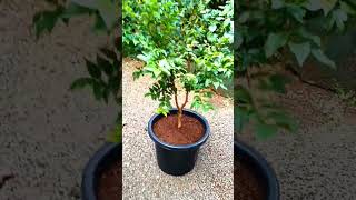 🌱planting RED HYBRID jaboticaba plant shots Malayalam🌱 [upl. by Antoinette10]