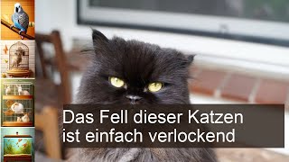 Katze mit Locken Diese Rassen haben ein lockiges Fell [upl. by Enayd659]