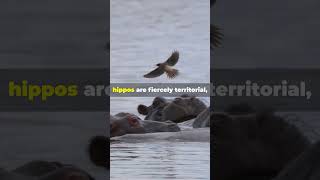 Amazing Facts About Hippos You Didnt Know  hippos wildlife animals [upl. by Nosreme]