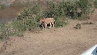 Lion kills a wildebeest  Close up Amazing upsetting too [upl. by Ahsenauq301]