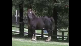 Cavalo Bretão  1 tonelada de pura leveza Garanhão MAX DU CHAPEL  Haras Nationaux  França [upl. by Cullin]