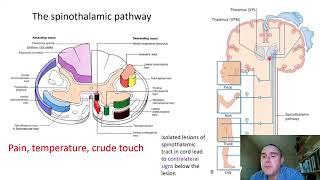 The somatosensory system slide presentation [upl. by Kerns]