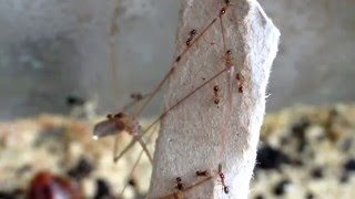 Pheidole pallidula Spider transportSpinnentransport [upl. by Lebiralc]