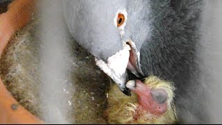 how pigeons feed a newborn pigeon [upl. by Euqirne]