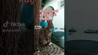 bikin ngakaksi kucing marah marahgara gara di kagetinlucu [upl. by Ahsieyk119]