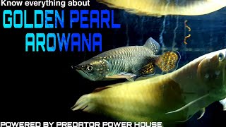 Golden pearl arowana  pearl arowana  jardini Arowana  Australian arowana  know everything about [upl. by Leipzig]