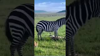 Mother zebra 🦓 trying to rescue her Foal wildlifesaudiarabiadisneytravel vlogviralvideo [upl. by Itida]