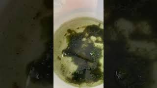 Magna Daphnia test team Spirulina vs team YeastSpirulina vs team Algae [upl. by Oiretule]