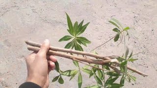 How to grow Green Buttonwood Conocarpus among fastest growing trees from cutting [upl. by Alac]