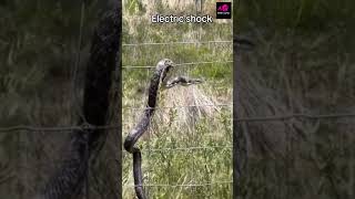 This stubborn snake gets electric shock on an American farm trending usa america snakes travel [upl. by Rehctelf]