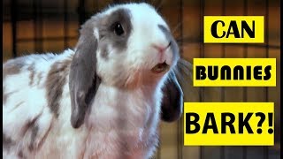 Can Bunnies Bark YES The Truth About Rabbits [upl. by Brindell]