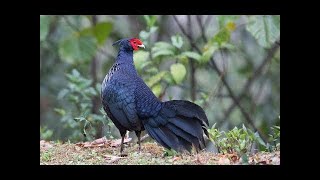 Kalij pheasant Lophura leucomelanos call  sound [upl. by Reidid]