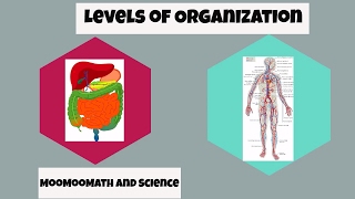 Levels of Organization in Biology [upl. by Iahk]