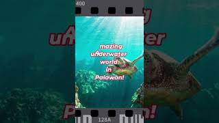 Tubbataha Reef Philippines Hidden Underwater Paradise facts [upl. by Nilekcaj809]