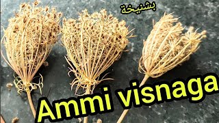 khella ammi visnaga Ammi visnaga et ses bienfaits بشنيخةالخلة [upl. by Fleck]