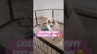 Puppy’s first month at home ❤️ cute puppy shorts [upl. by Nolrah341]