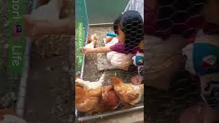 🐓🐔ayam Chiken ニワトリの餌やり風景 malaysia マレーシア ショート ＃shorts ＃279 [upl. by Winograd300]