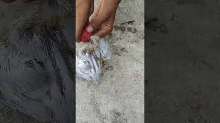 Baby pigeons hand feeds 🍼🍼 pigeonpigeon kabootar pigeonspecies [upl. by Derman]