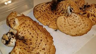 Pheasant Back Mushrooms Preparation Part 1 [upl. by Marabel742]