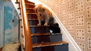 Dog is too afraid to pass cat on stairs [upl. by Crofton]