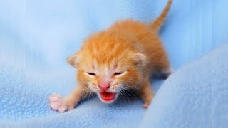 Newborn Kittens Meowing 😍 Baby Cats Meowing MEOW MEOW [upl. by Ataga200]