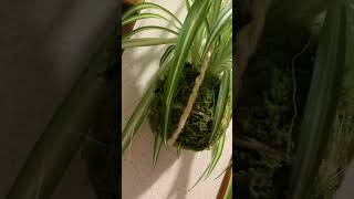 Kokedama kokedama spiderplant indoorplants plantislove houseplants garden shorts viral [upl. by Anitac]