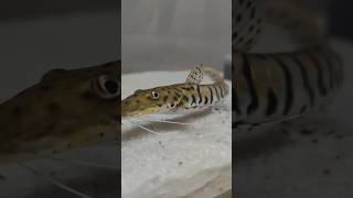 Tiger Shovelnose Catfish  Monster Fish [upl. by Dlared638]