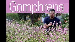 Growing Gomphrena from Seed • Heat Tolerant Cut Flower [upl. by Dolly]