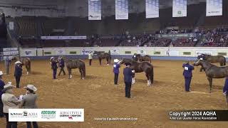 2YearOld Stallions  2024 AQHA World Championship Show [upl. by Haikan]