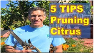 5 Tips on PRUNING amp SHAPING FRUIT Citrus TREES [upl. by Tybald]