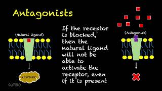 Human Physiology  41  Receptor Agonists and Antagonists [upl. by Ettenom]