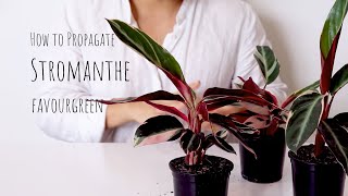 How to Propagate Stromanthe triostar  Stromanthe Propagation and Care Tips for stromanthe plant [upl. by Yruama674]