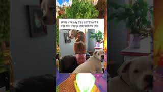 Funny Canines 1 funny lol dogs [upl. by Joshuah]